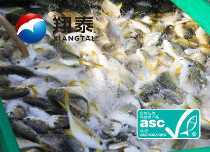 全球首家！海南翔泰漁業(yè)榮獲全球首張ASC金鯧魚網(wǎng)箱養(yǎng)殖認證證書